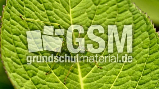 Kurzflügelige Schwertschrecke (8).jpg